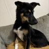 Lucy (In Foster) photo 4