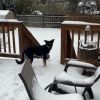 Lucy (In Foster) photo 5
