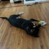Lucy (In Foster) photo 6