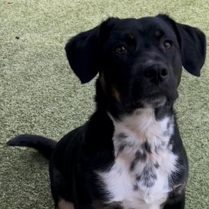 Hi Im Scooby And I am so happy to meet you I love everybody that I meet and I am