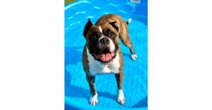 Gushue - Permanent Foster, Adult Male unknown