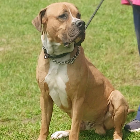 Koda, an adoptable Boerboel, American Bulldog in Flintstone, MD, 21530 | Photo Image 1
