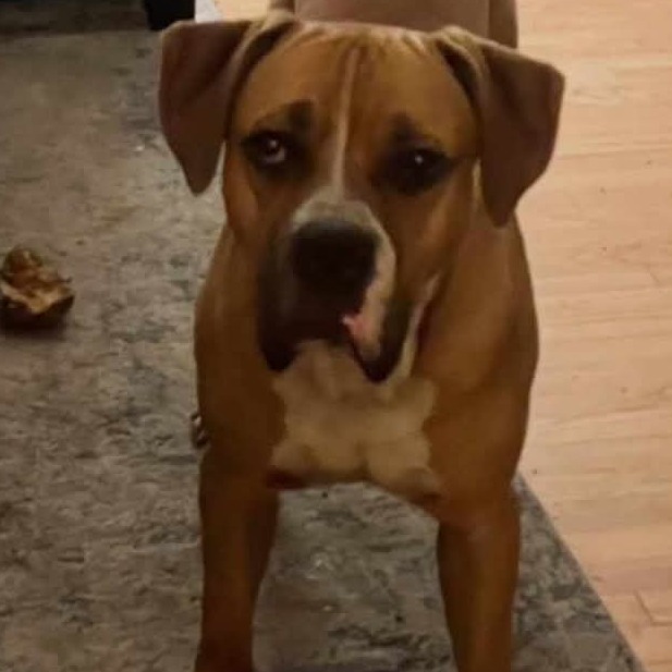 Koda, an adoptable Boerboel, American Bulldog in Flintstone, MD, 21530 | Photo Image 2