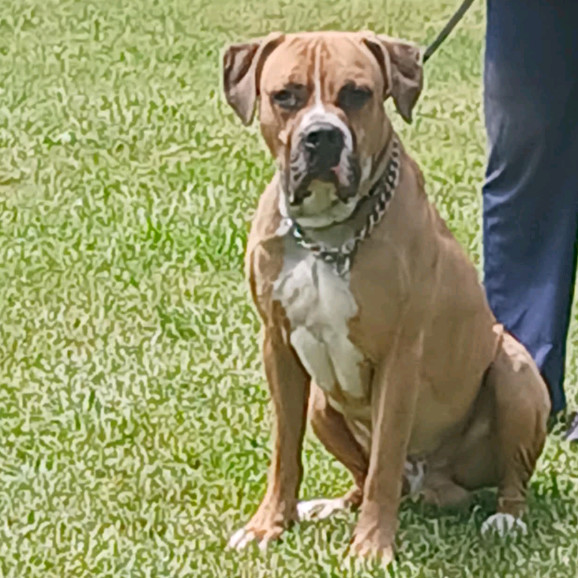 Koda, an adoptable Boerboel, American Bulldog in Flintstone, MD, 21530 | Photo Image 3