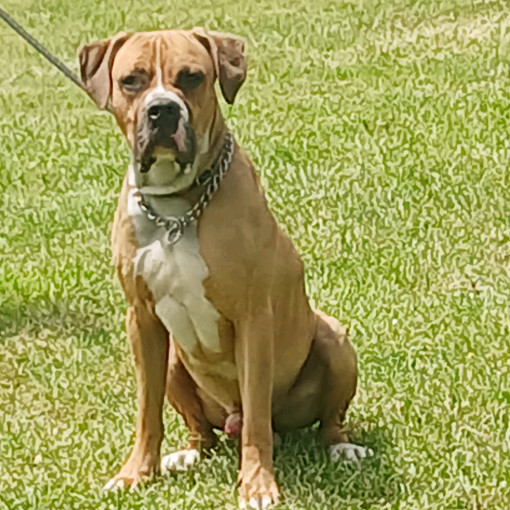 Koda, an adoptable Boerboel, American Bulldog in Flintstone, MD, 21530 | Photo Image 4