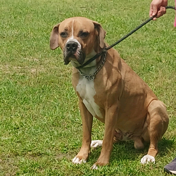 Koda, an adoptable Boerboel, American Bulldog in Flintstone, MD, 21530 | Photo Image 5