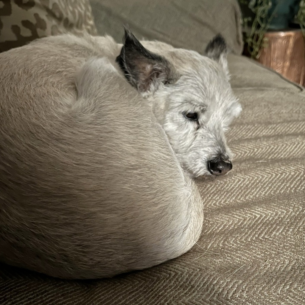 Benji