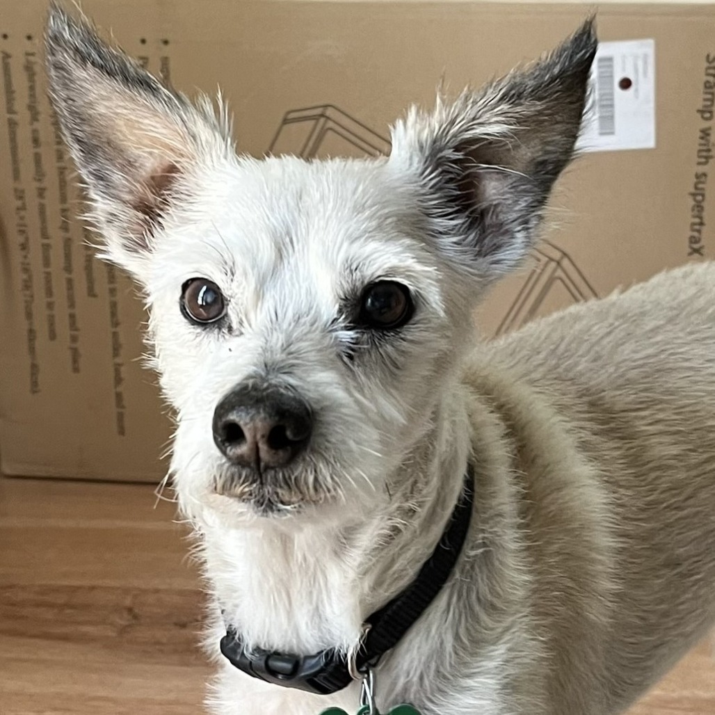 Benji
