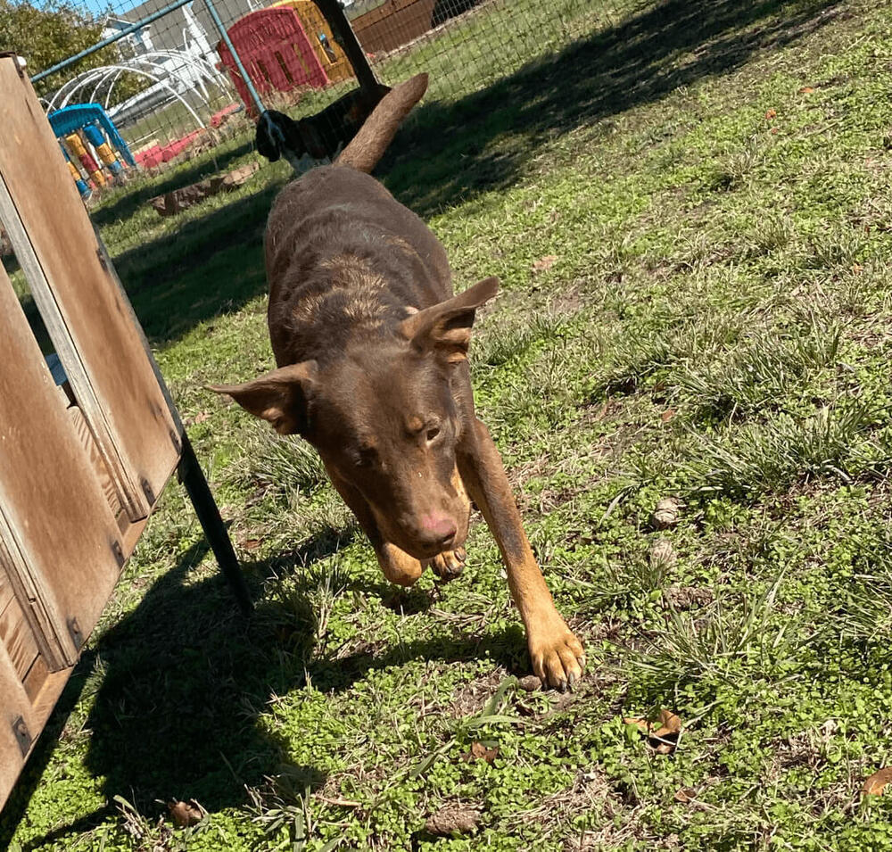 Coco