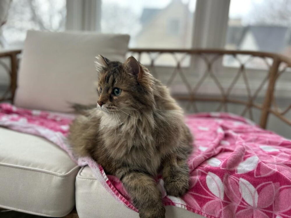Piper