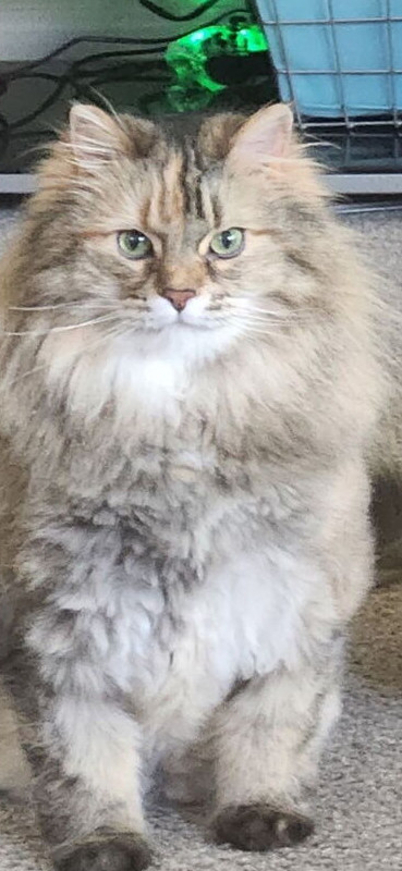 Piper