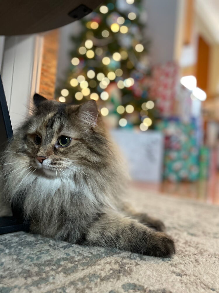Piper
