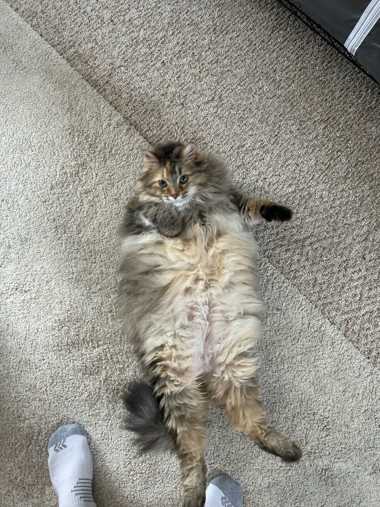 Piper