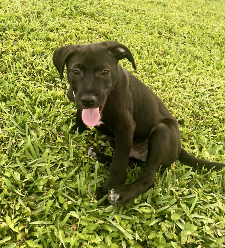 Rufus *