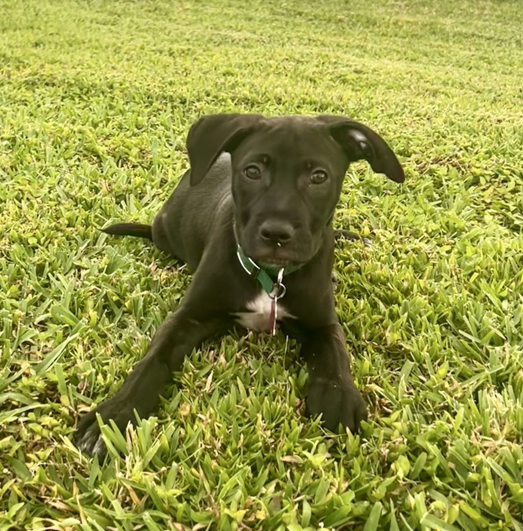 Rufus *
