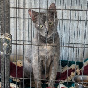 Natalie, Senior Female Domestic Short Hair