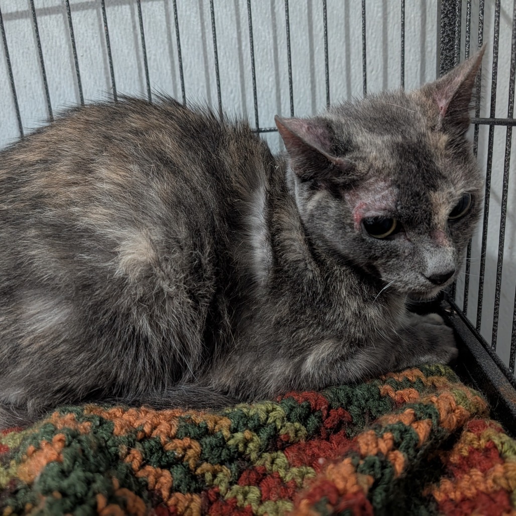 Natalie, an adoptable Domestic Short Hair in Blair, WI, 54616 | Photo Image 2