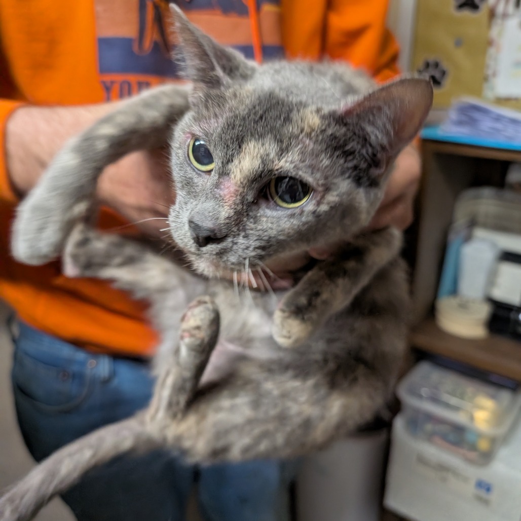 Natalie, an adoptable Domestic Short Hair in Blair, WI, 54616 | Photo Image 3