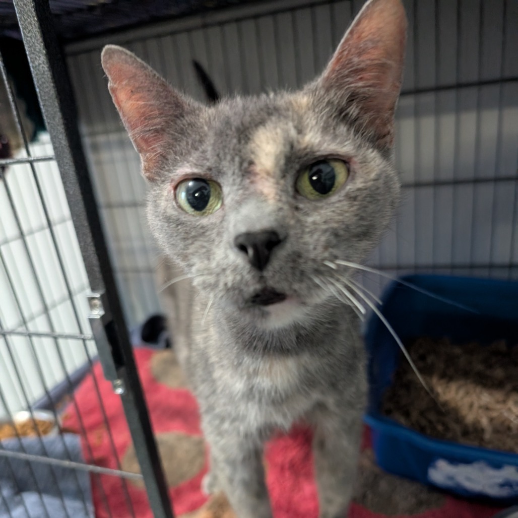Natalie, an adoptable Domestic Short Hair in Blair, WI, 54616 | Photo Image 4