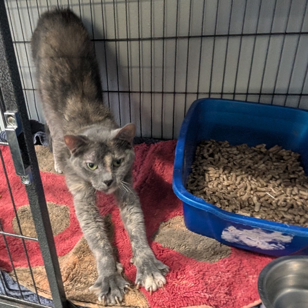 Natalie, an adoptable Domestic Short Hair in Blair, WI, 54616 | Photo Image 5