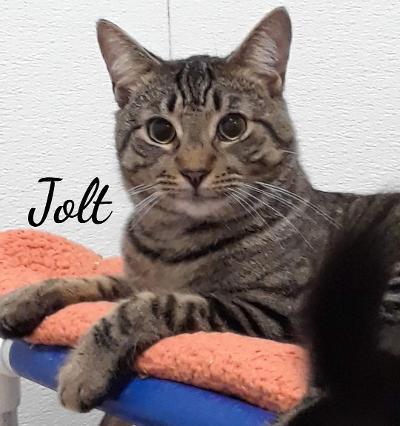 Jazz, Jolt,Jebbs