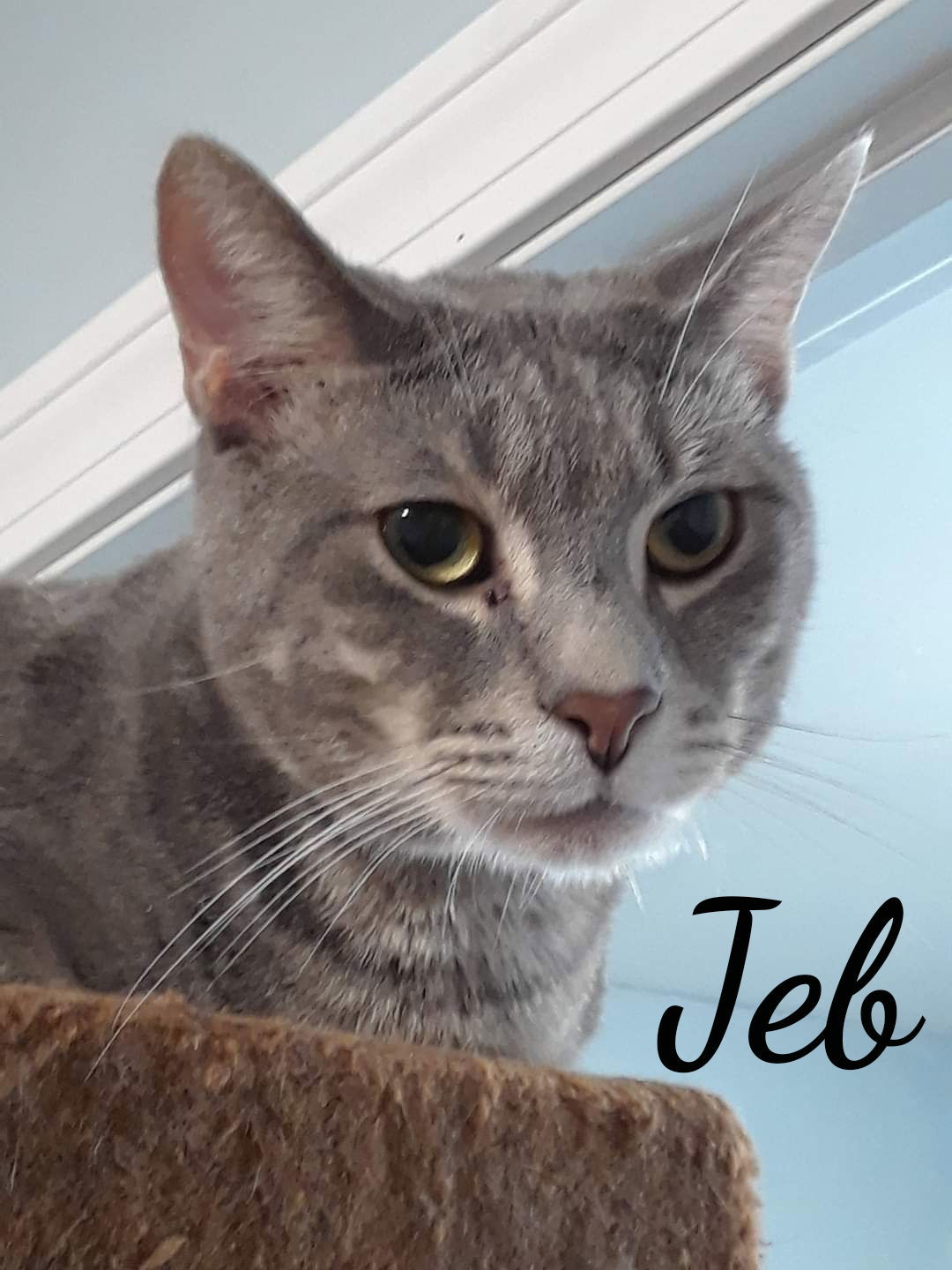 Jazz, Jolt,Jebbs