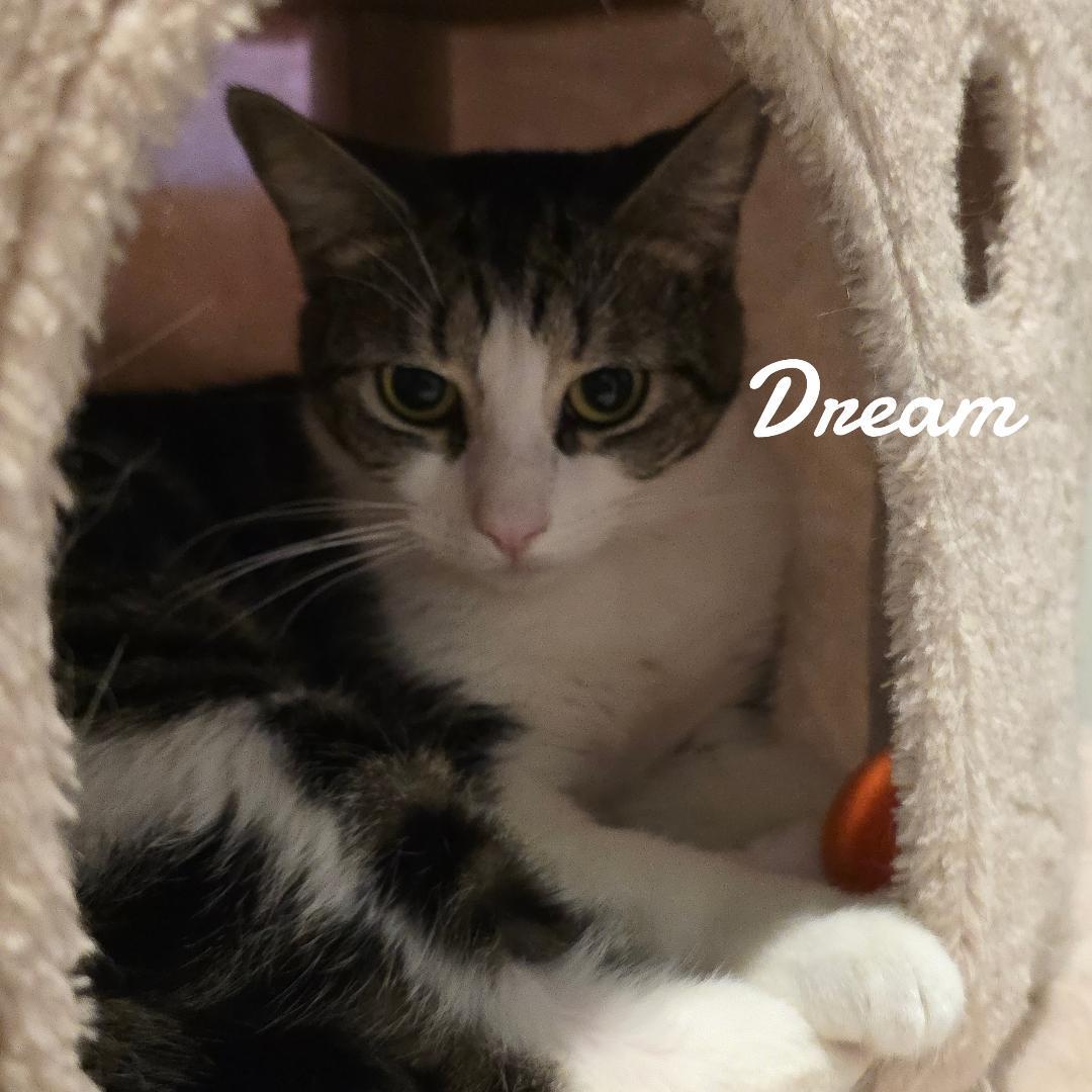 Dream