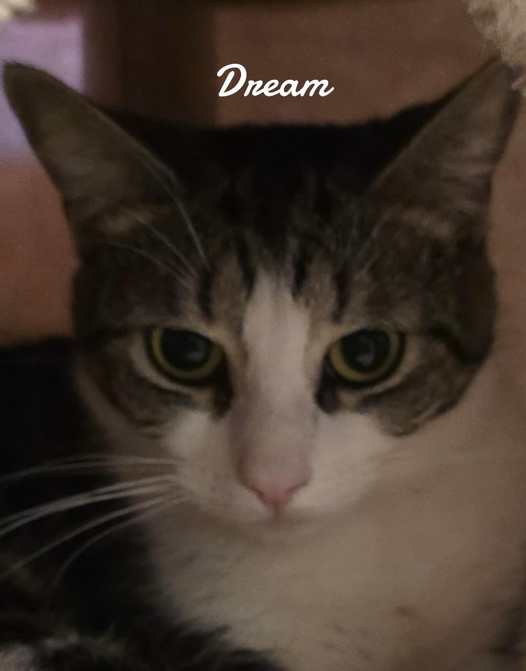 Dream