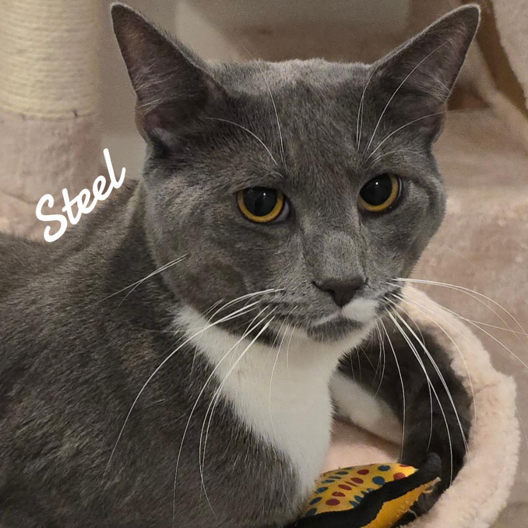 Steel