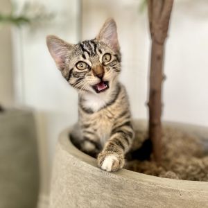 MABEL Domestic Short Hair Cat