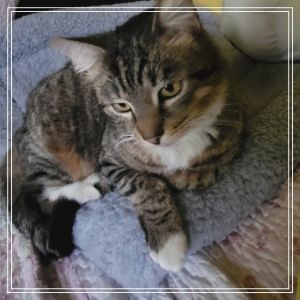 Muneco Domestic Short Hair Cat
