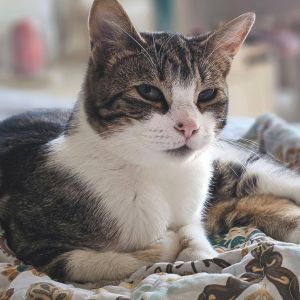 This is Tilly she was a freeway kitten found in LA Shes shy and needs extra time to adjust to