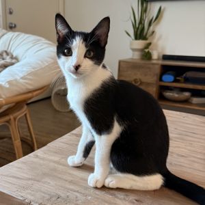 TALLY Domestic Short Hair Cat