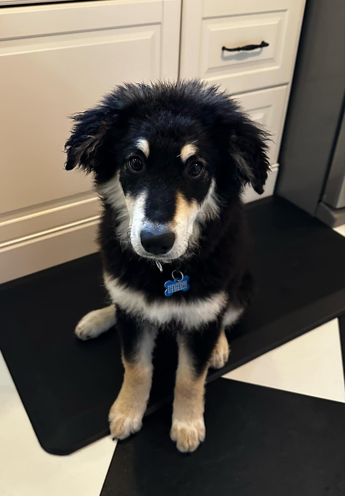 Tater (Baseball Litter '25)