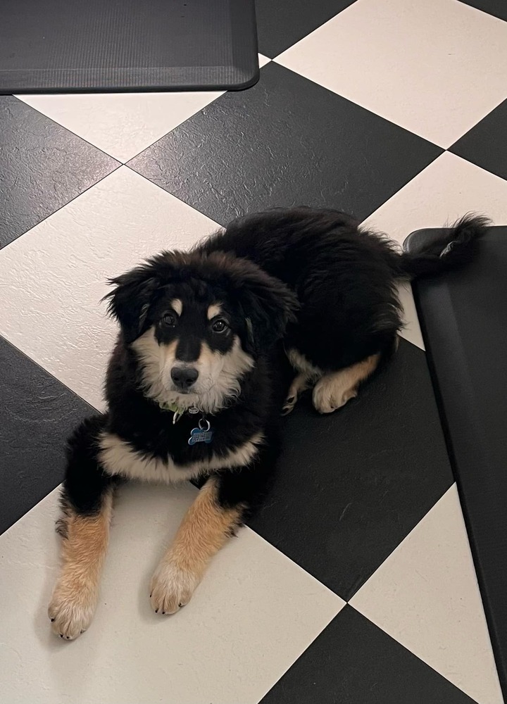 Tater (Baseball Litter '25)