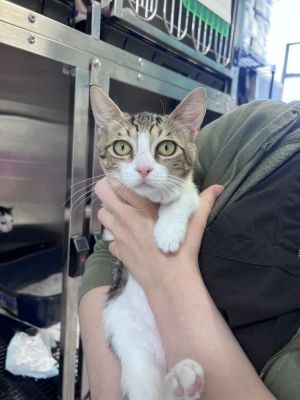 Assault, Baby Male Domestic Short Hair
