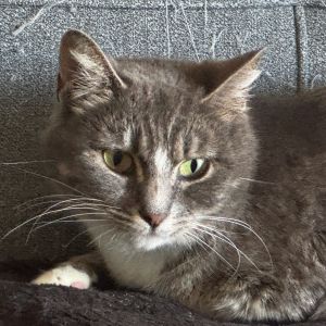 Duchess is a sweet chill kitty who is just looking to hang out an be loved She would like a