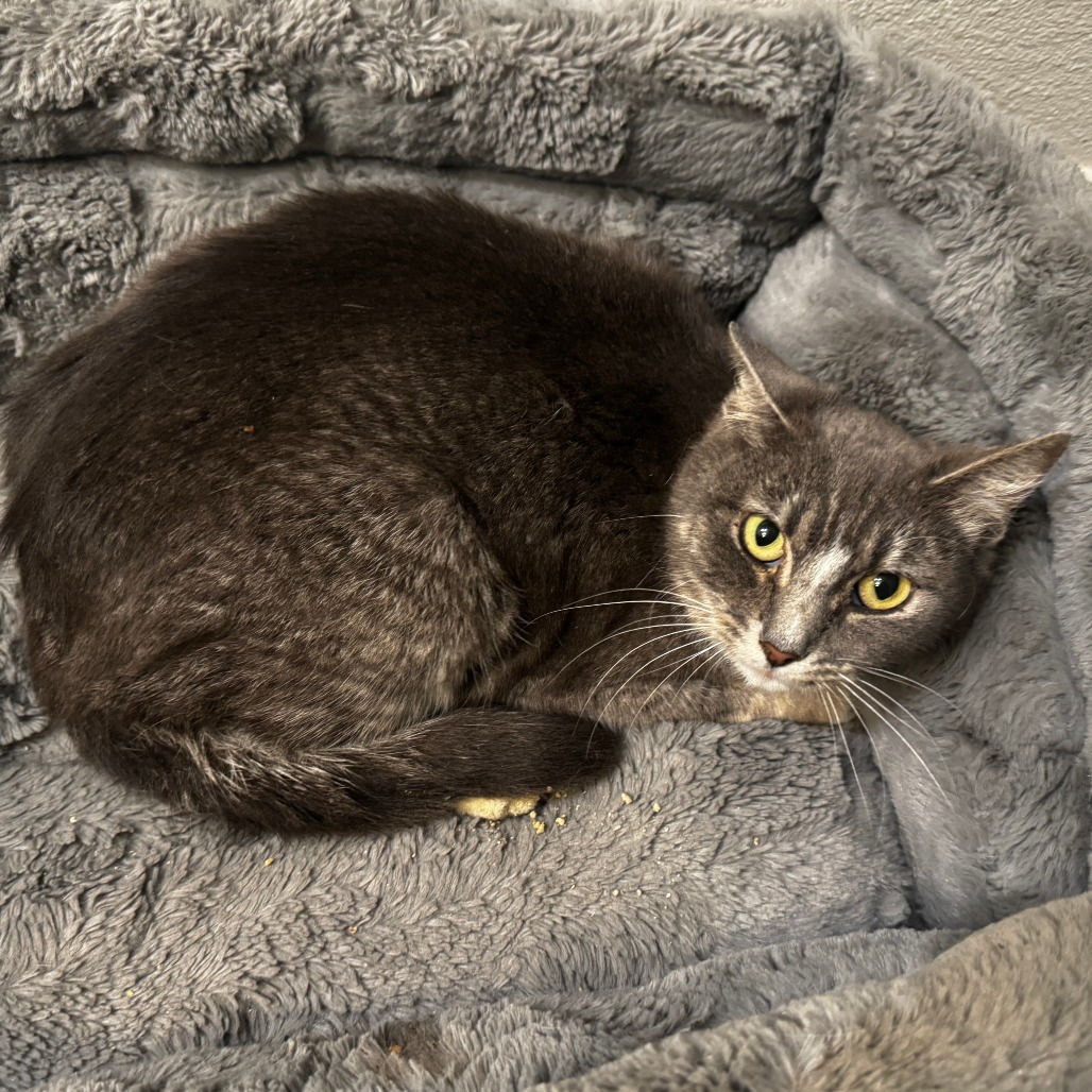 Duchess
