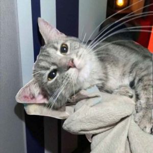 Nebula, Adult Female Domestic Short Hair