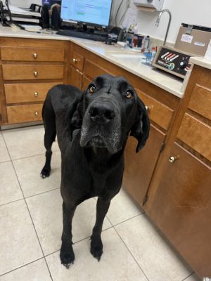 Charlie came to us as an owner surrender She is turning 4 in July and is one of the sweetest
