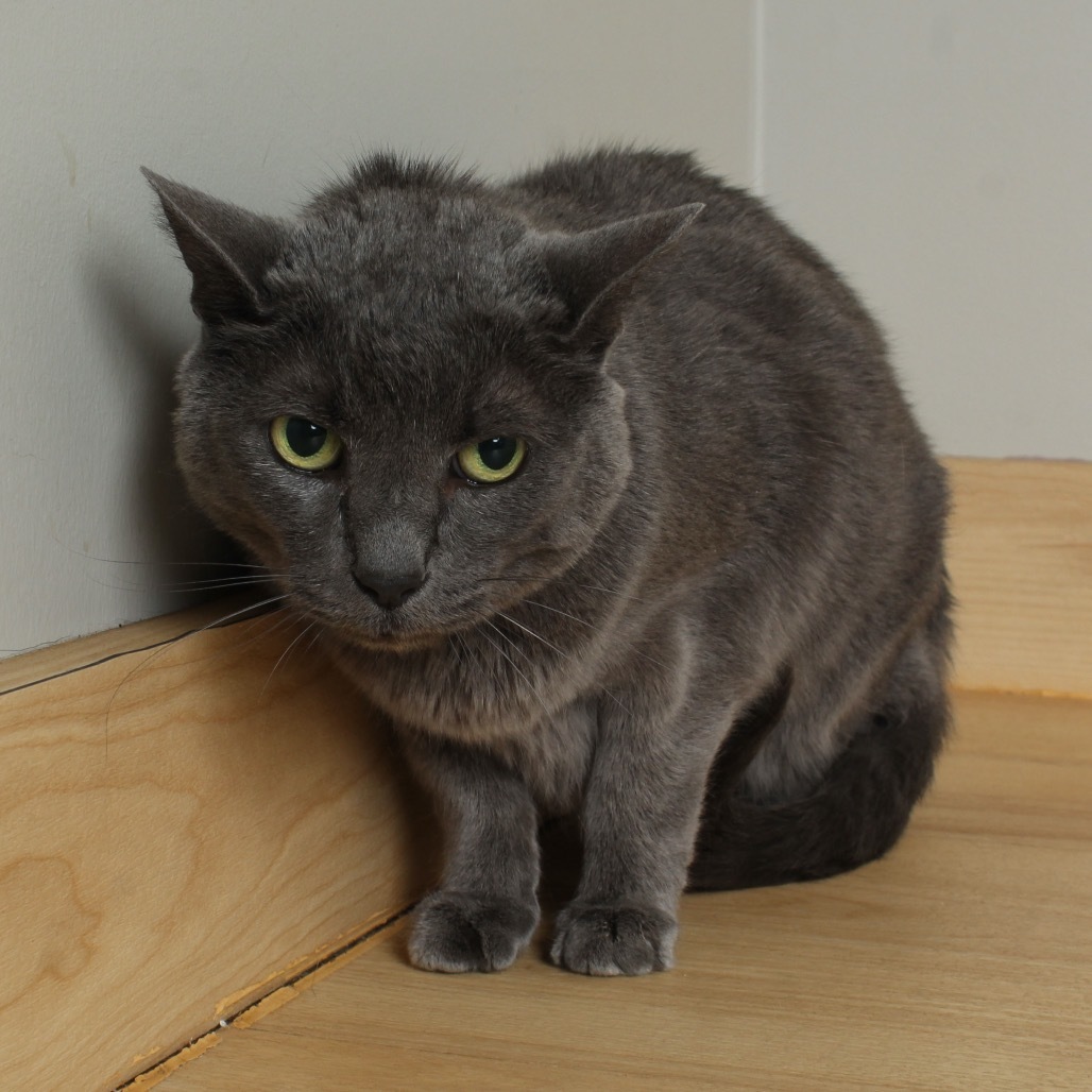 Bella C63807