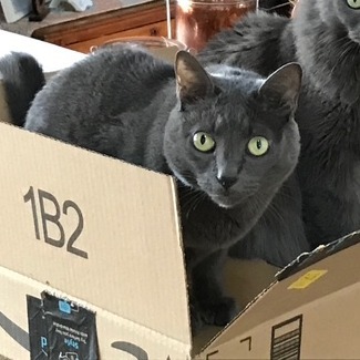 Bella C63807