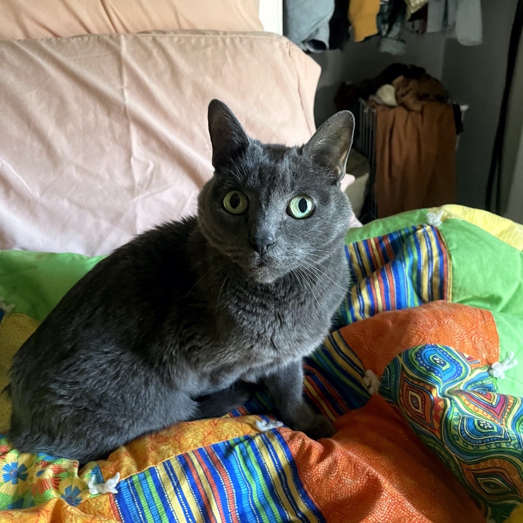 Bella C63807