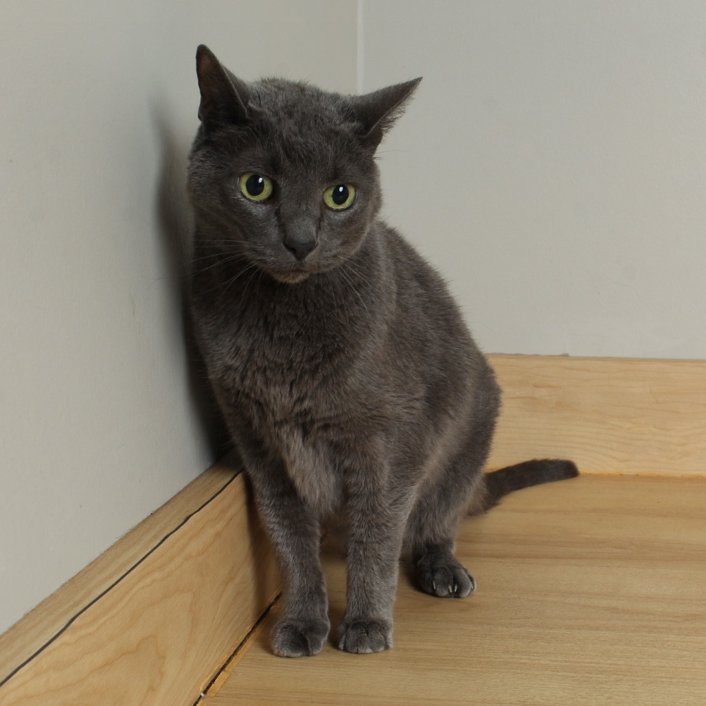 Bella C63807
