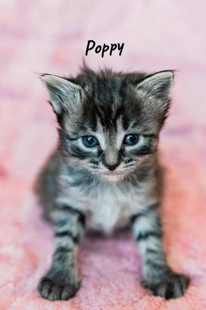 Poppy