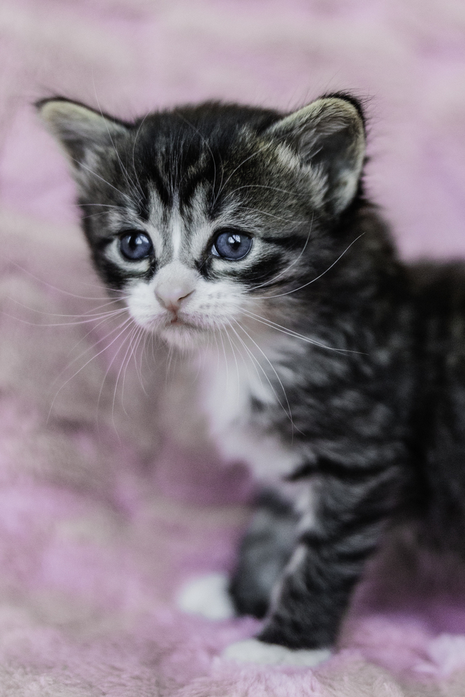 Petunia