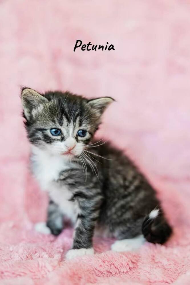 Petunia