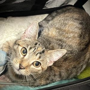 Layla, Young Female unknown