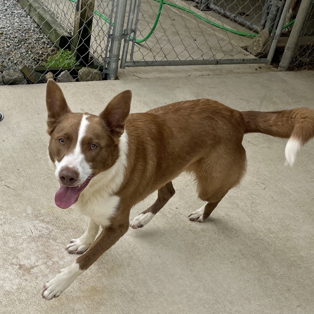 Ruger, an adoptable McNab in Hohenwald, TN, 38462 | Photo Image 1