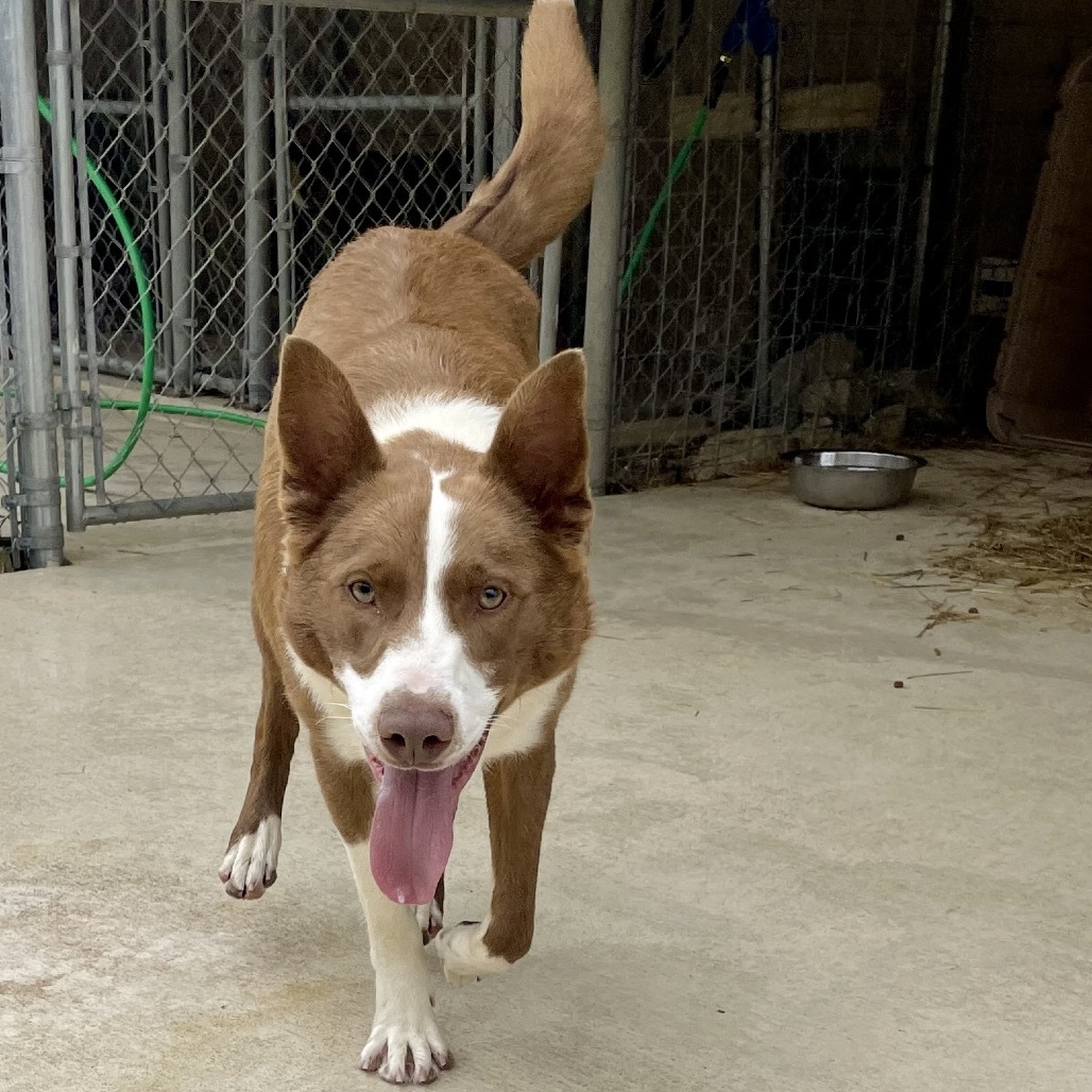 Ruger, an adoptable McNab in Hohenwald, TN, 38462 | Photo Image 2